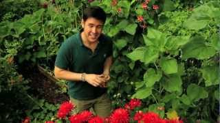 James Wong Plants - Dahlia Yams From Suttons Seeds