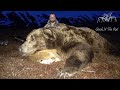GIANT BROWN BEAR HUNT!!! - Stuck N the Rut 108