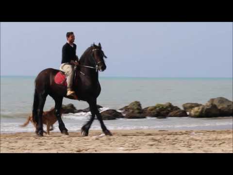 Cavalli in spiaggia a Licata