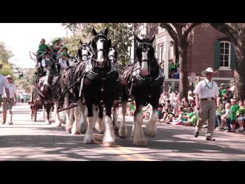 Express Clydesdales Join Shortest St. Patrick's Day Parade | Hot Springs, Arkansas