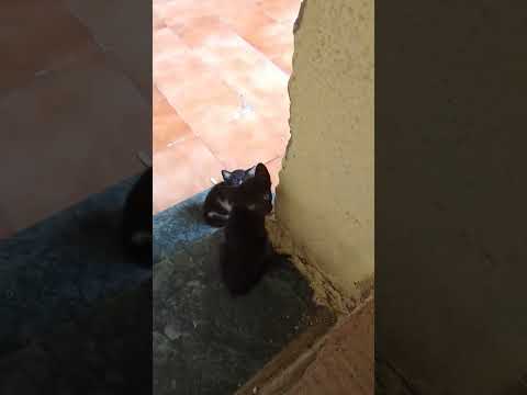 Cutie cats. #cats #meow  #pets #kitten