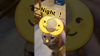 2026/5/24_85 貪吃SV #橘ひなの #橘貓 #橘猫 #貓咪日常 #cat #cute #貓貓日常 #貓貓 #可愛い猫