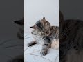 Relaxing 4K Video Grey Tabby Cat Grooming On Bed Cozy Moments For Cat Lovers