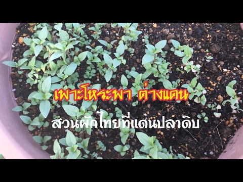 เชื้อโรคสามารถให้สาว ๆ ส่วนผสมเพื่อเพิ่มความแข็งแรง