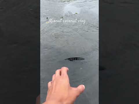 There are wild fish in the shallow river. #trending #fishing #viral #shorts #reels #video #amazing