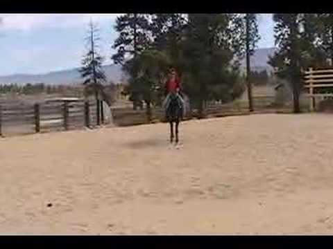 Abraco, Mangalarga Marchadore Stallion