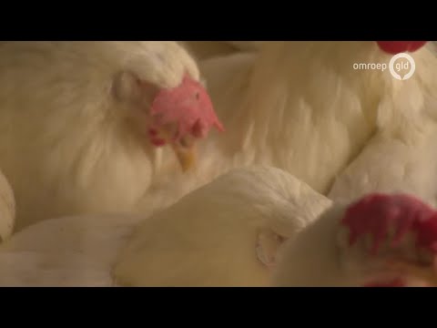 GLD Nieuws 10 juli 2019 - Woensdag 10 juli