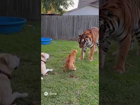 Gato VALIENTE Enfrenta a un TIGRE para Salvar a su Amigo Perro 😱🐱