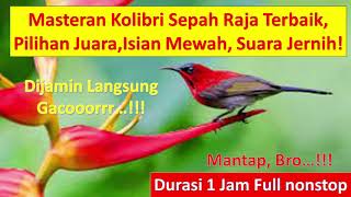 Download lagu Masteran Jernih Suara Burung Kolibri Sepah Raja, Kolibri Ninja (KONIN) Pilihan Juara No.1 Gacor mp3 Download lagu Masteran Jernih Suara Burung Kolibri Sepah Raja, Kolibri Ninja (KONIN) Pilihan Juara No.1 Gacor mp3