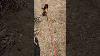 Video preview image #1 German Shepherd Dog Puppy For Sale in San Diego, CA, USA