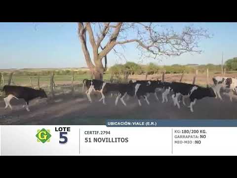 Lote 51 Novillitos en Viale