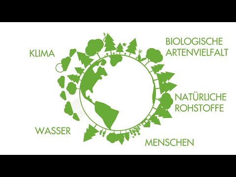 Nachhaltige Forstwirtschaft hat viele positive Effekte