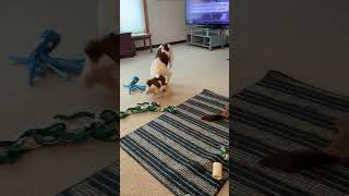 Video preview image #1 - Mix Puppy For Sale in Curwensville, PA, USA