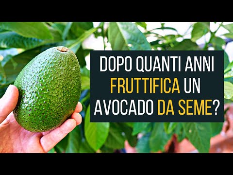 , title : 'Dopo quanto fruttifica un Avocado 🥑 da seme? | Food Stories Vlog'