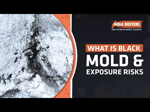 image-How do you identify mold in a petri dish?
