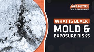 What is Black Mold and What are the Symptoms of Black Mold Exposure - Mold Busters