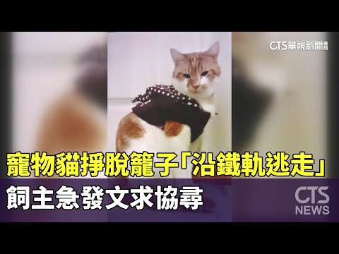 寵物貓掙脫籠子「沿鐵軌逃走」　飼主急發文求協尋
