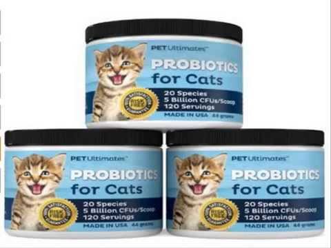 Best Food for Kittens with Diarrhea, Best Food for Cats with Diarrhea