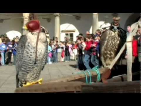 Falconry, a living human heritage