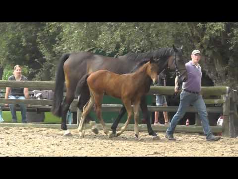 Hengstfohlen von Captain Fire x Cornet Obolensky