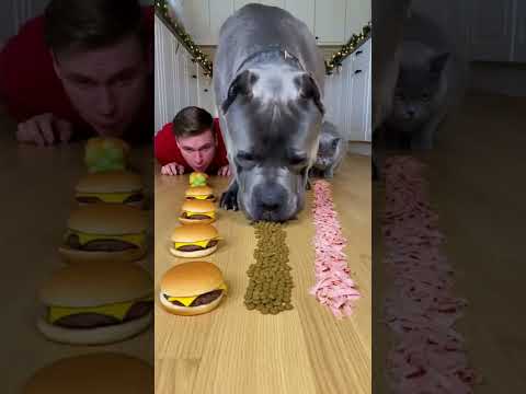 I Challenged My Dog to a Food Race… BIG Mistake! 🤣  #shorts #dogs #food #challenge #funny