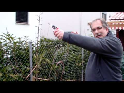 Schneiden im Garten 2011 Herr Inderkum 5v10 - Schnitt eines 3-fach veredelten Apfelbaums