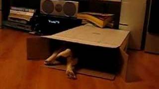 Daisy the Beagle - Playing in Box - Daisythebeagle.blogspot.com