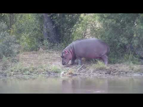 Djuma: Hippos-with calf going out of the water to feed - 09:43 - 04/22/2023
