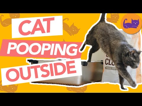 Why Is My Cat Avoiding the Litter Box? - STOP Pooping outside the tray!