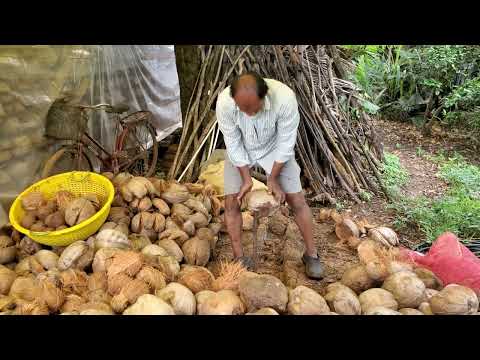 Dehusking the coconut. Sri Murugesh demonstrates how to dehusk coconut.
