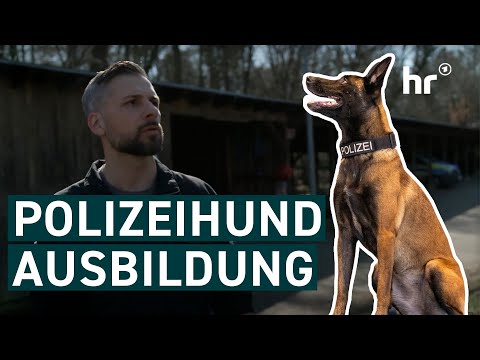 Polizeihund: So wird ein Schutzhund ausgebildet | Die Ratgeber
