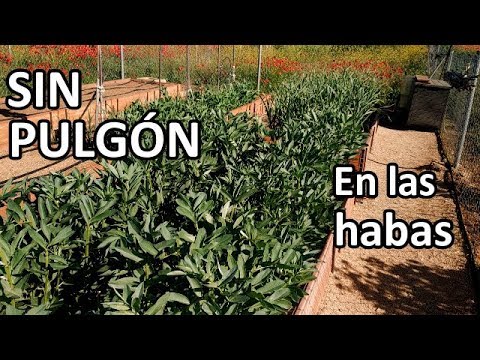 TRUCO para NO tener PULGÓN en las HABAS!! || El Huerto de Silverio
