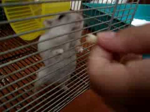 Jerry il criceto ballerino