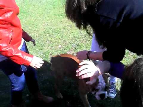 Cercetasii Romaniei -- Scoala Altfel -- Liceul Cervantes Bucuresti Joc de Cunoastere