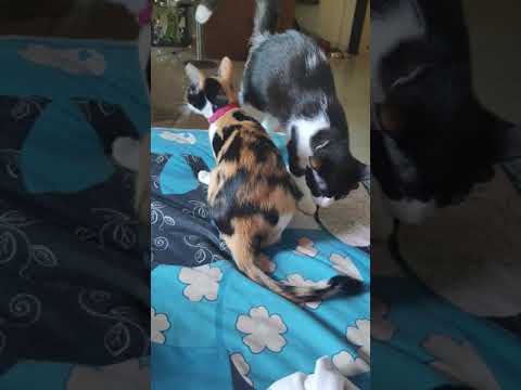2 years old cats still nursing