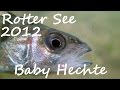 Diving - Rotter See 2012 - Baby Hechte - Europa, Rottersee - 53840 Troisdorf, Deutschland, Nordrhein-Westfalen