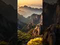 Relaxing Nature Sounds | Breathtaking View of Ancient Pine Trees | The Art of Being Calm