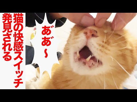 猫をマッサージする方法