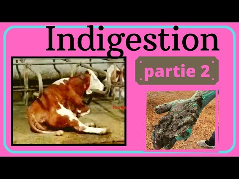 , title : 'Indigestion chez les ruminants  RPT  (2 ème partie)'
