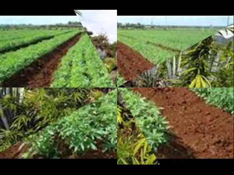 legalizala marco  dj maxfly