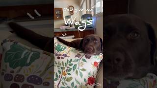 しっぽ振り振り #いぬ #ラブラドールレトリバー #犬動画 #いぬのいる生活 #dog #labrador #dogshorts #fypage