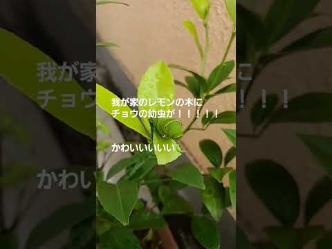 レモン(ゴネプテリクス・ラムニ)