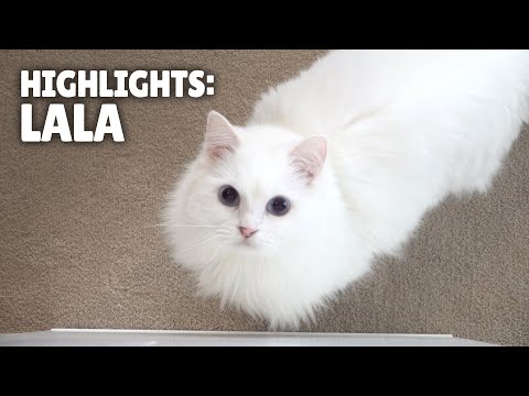 Highlights of LaLa the Cat