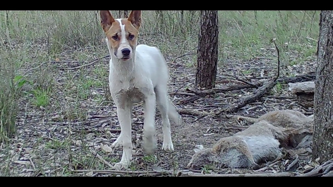 Wild Dogs in Australia