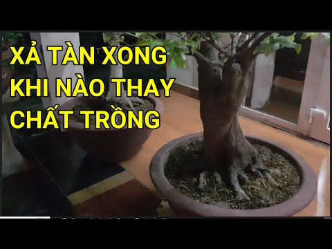 🔴 QBS23385 - THỜI ĐIỂM XẢ TÀN MAI VÀNG MIỀN BẮC | XẢ TÀN XONG KHI NÀO THAY CHẤT TRỒNG CHO CÂY MAI