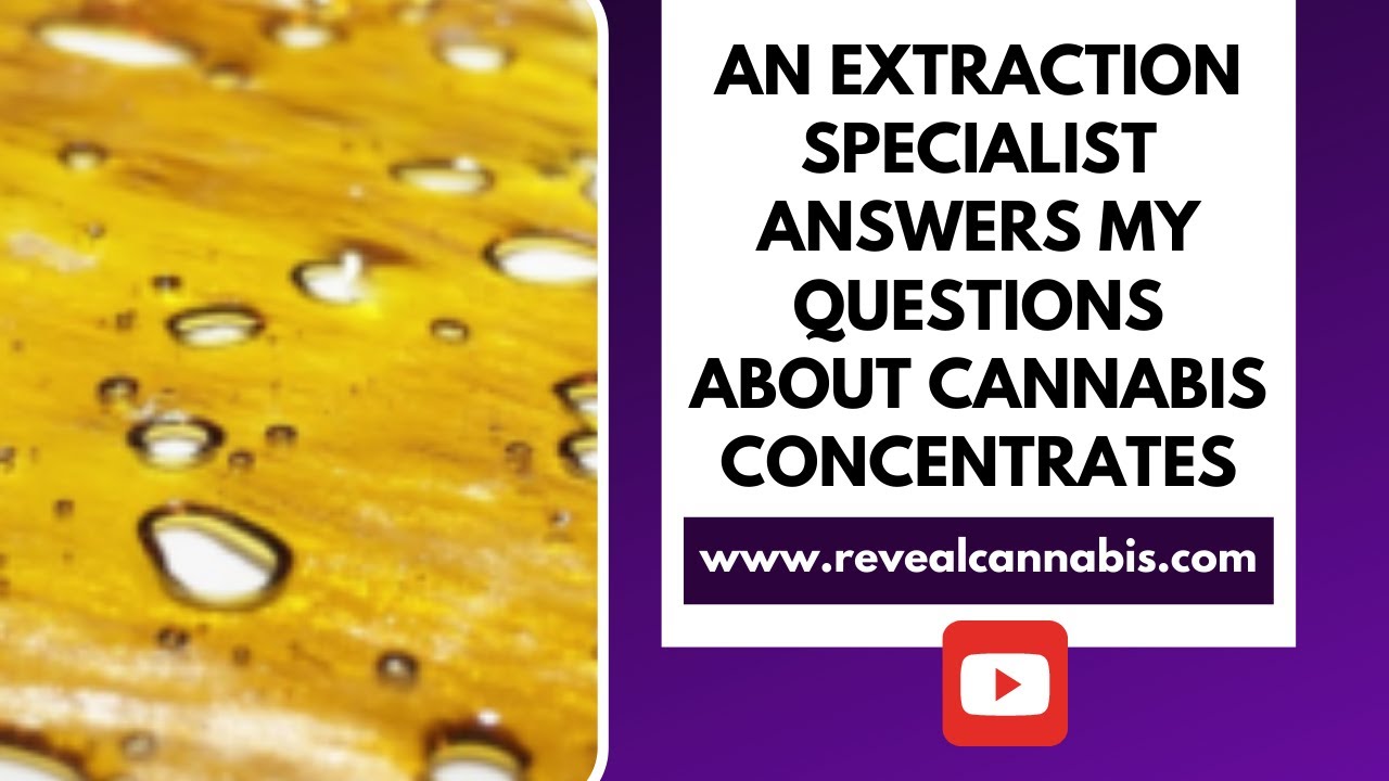 An extraction specialist answers my cannabis concentrate questions