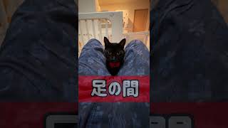 【黒猫】股の間にぴったりサイズ
