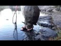 Snapping Turtle Bites Off Guys Fingers