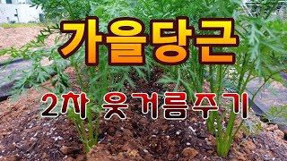 [텃밭농부.797]  가을당근에 2차 추비 #당근재배 #당근웃거름주기