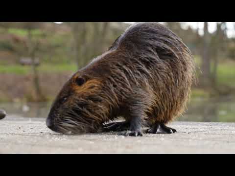 Nutrias am Mattheiser Weiher in Trier - 30. Januar 2022